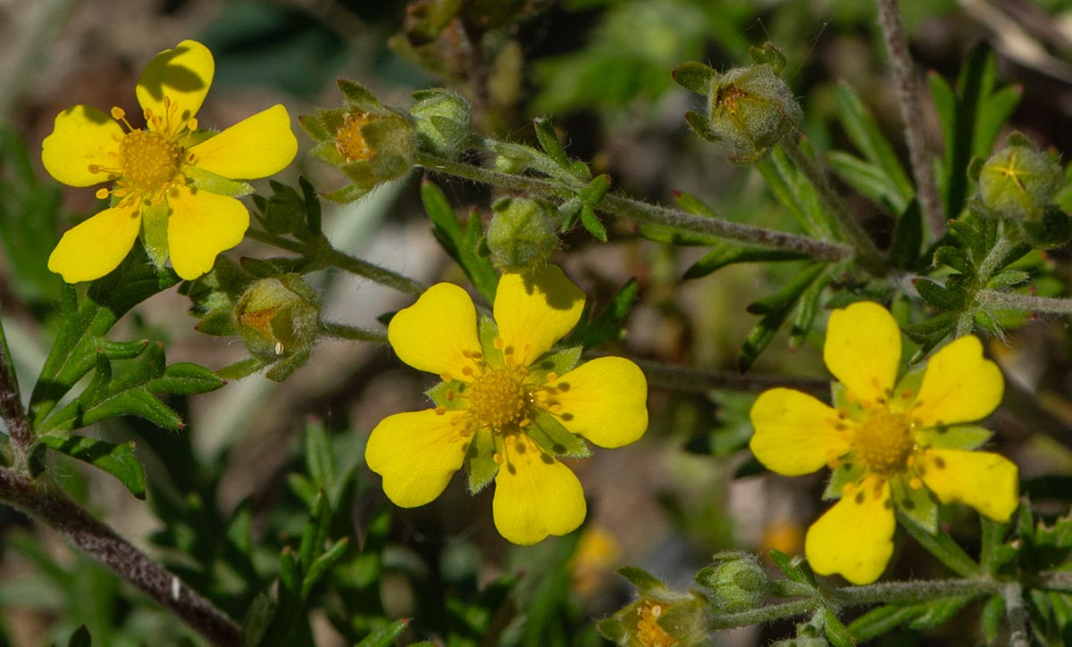 Bl&uuml;ten